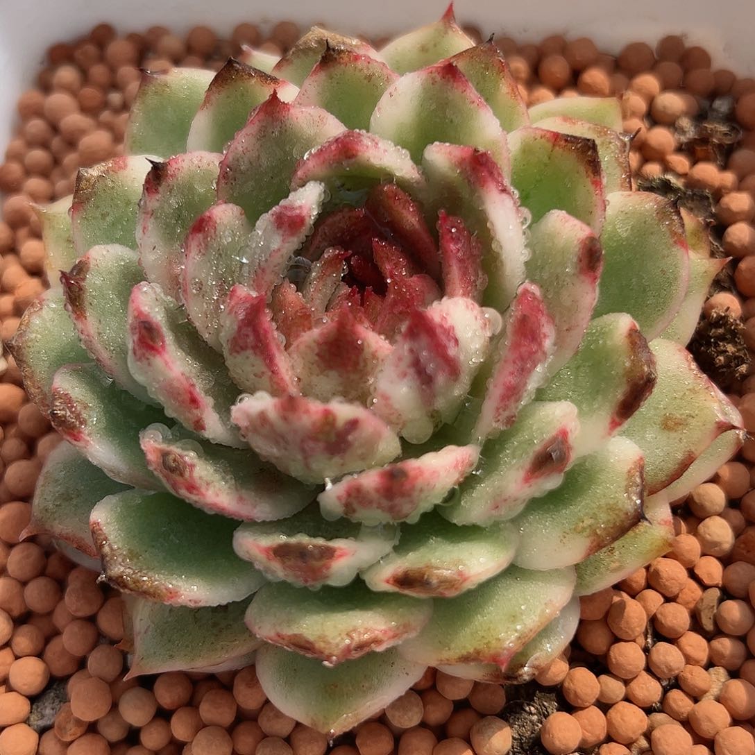 黑水晶锦，覆轮锦