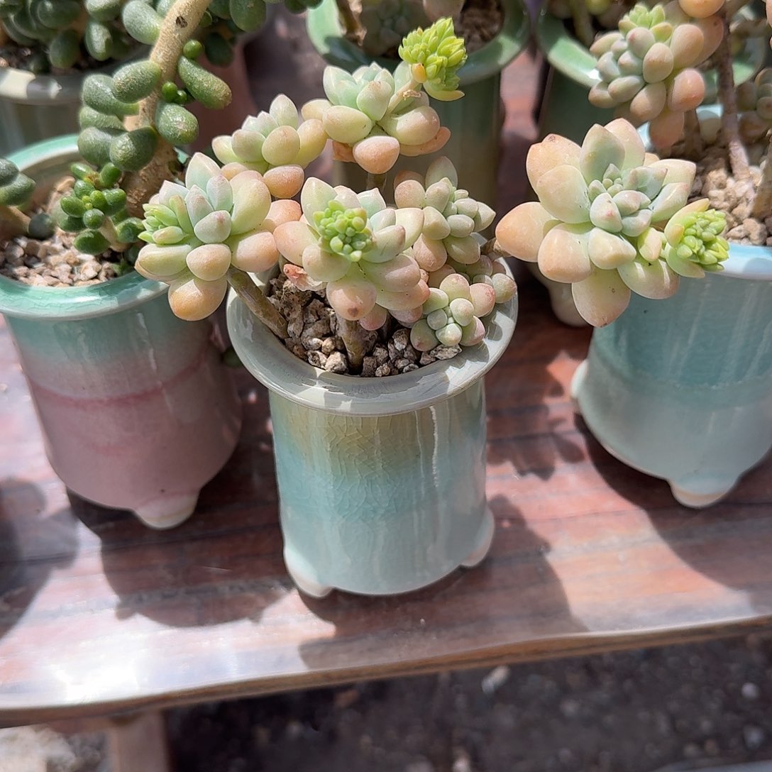 奶糖多肉植物精品