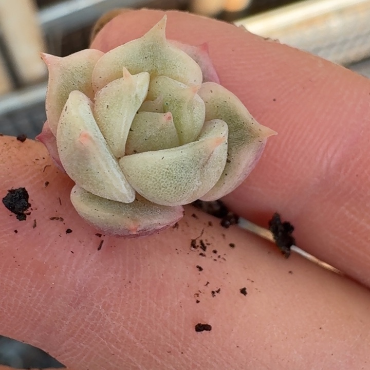 贝加尔湖覆轮一物一拍135