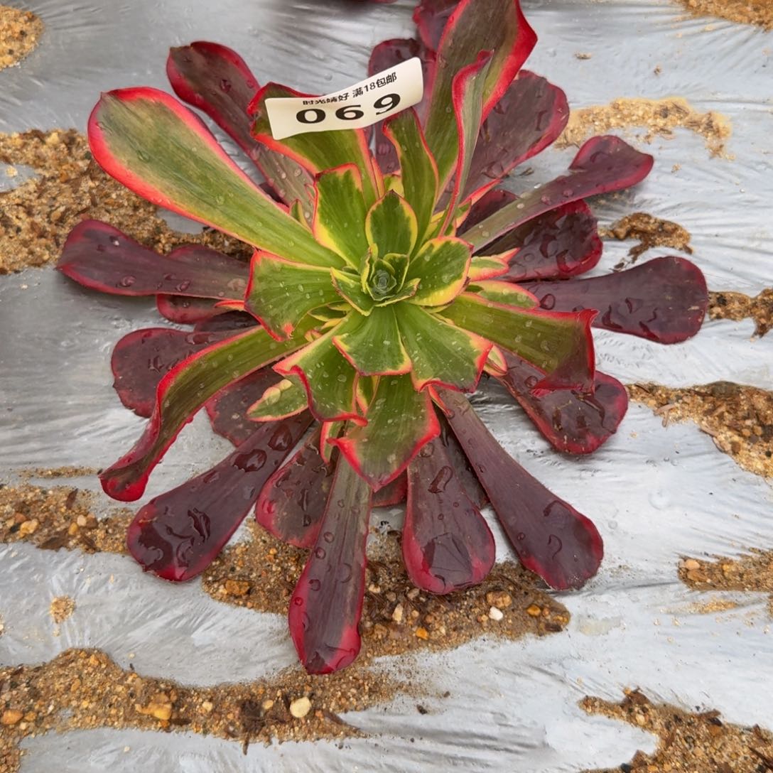 L***p069凤冠到秋。多肉植物