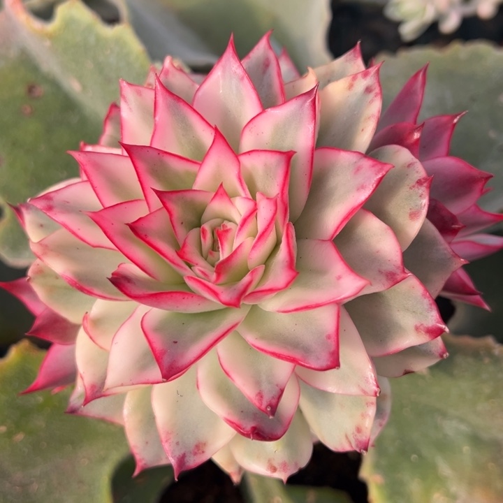 吉赛尔锦一物一拍锦龙