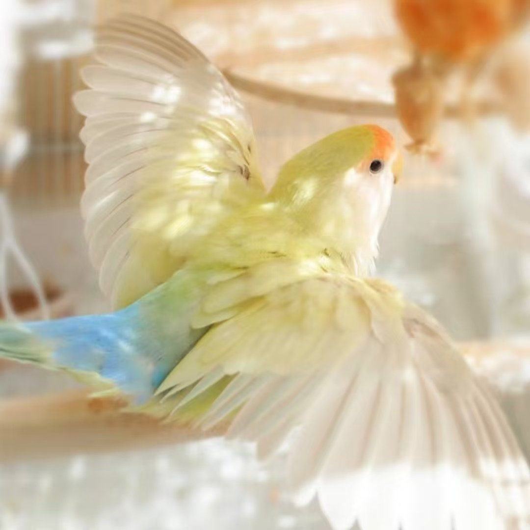 特色牡丹鹦鹉 桃面类鹦鹉 雏鸟亲人粘人一物一拍