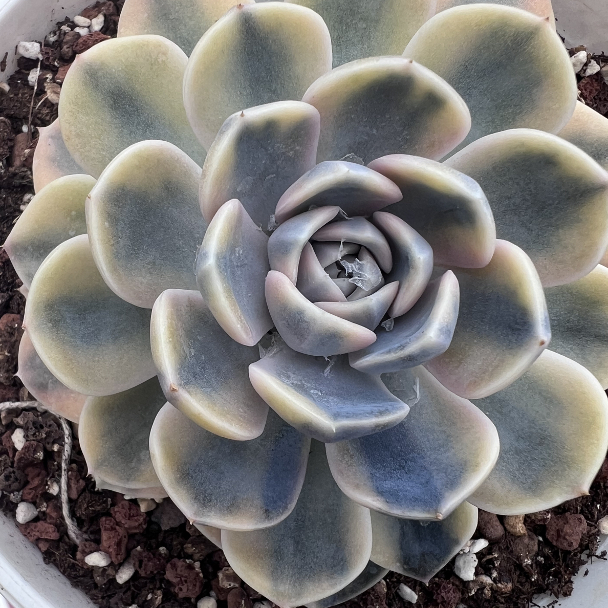 汉堡锦，覆轮锦多肉植物