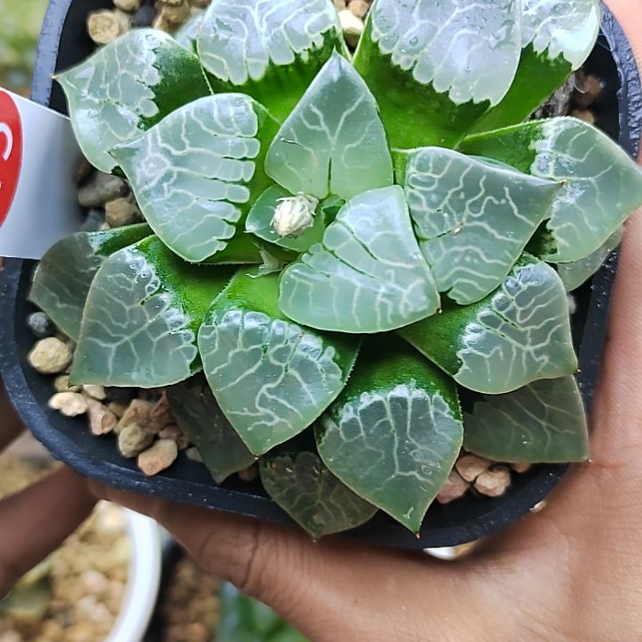 275火凤凰 9厘米左右一物一拍带盆