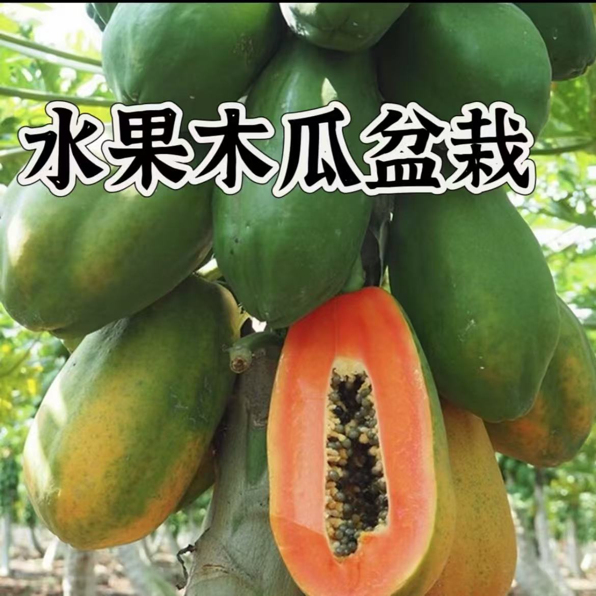 【木瓜盆栽】直播间专享｜水果木瓜盆栽红肉木瓜带盆带图好养活