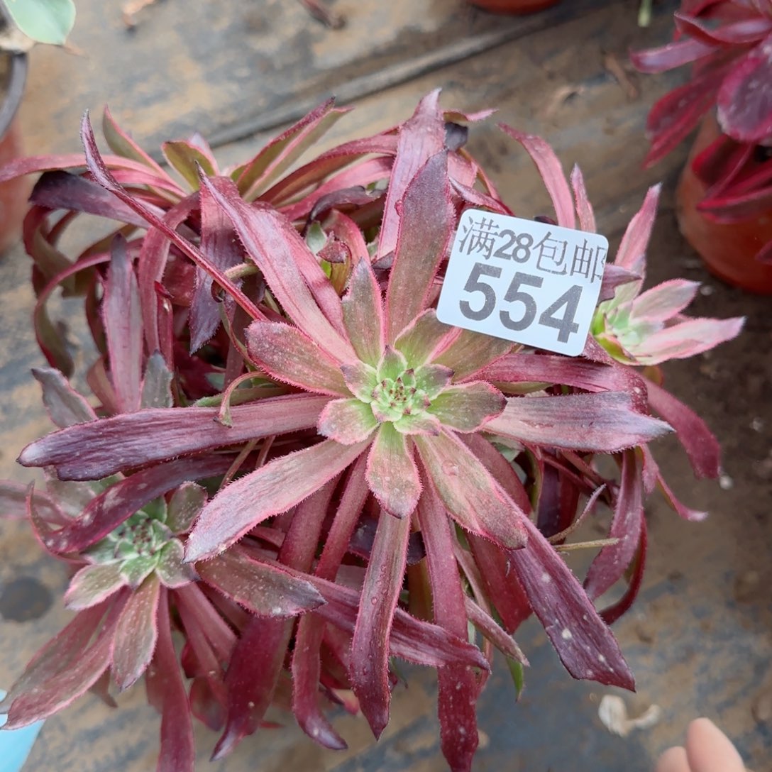 紫霞仙子多肉554满28包邮断枝不包