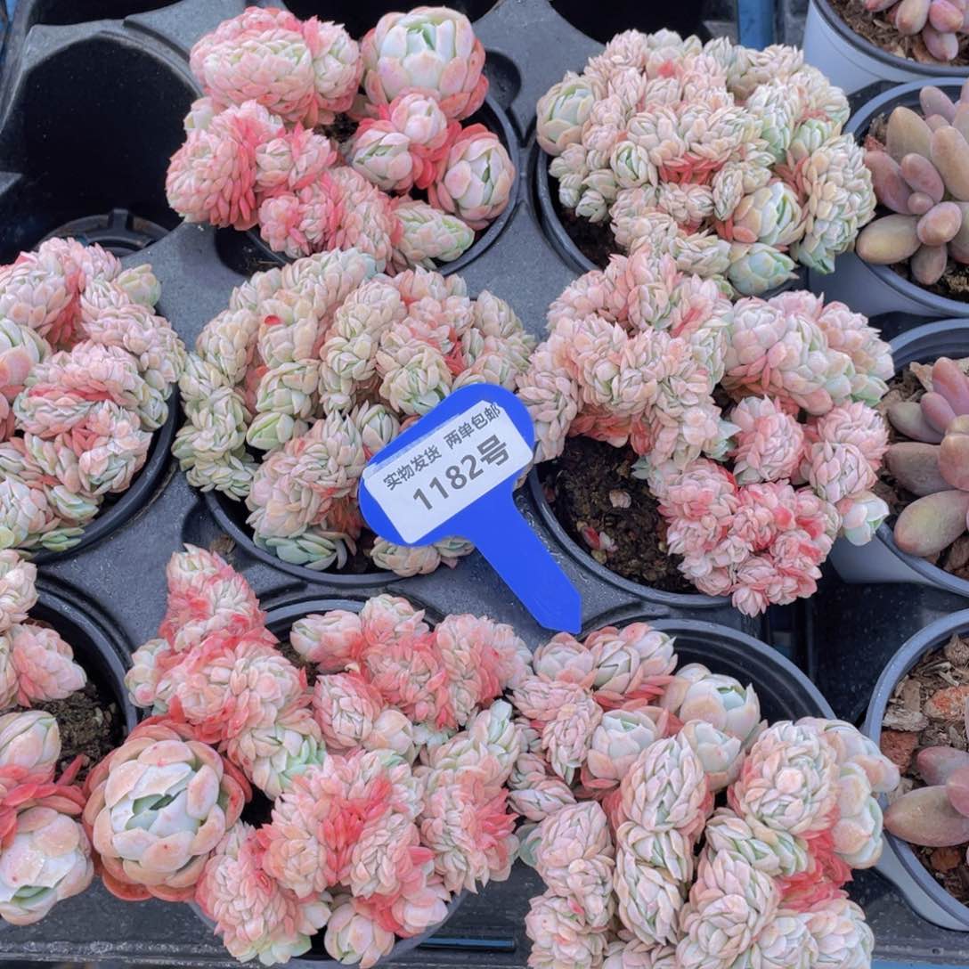 1182号 胭脂贝瑞缀化一个m