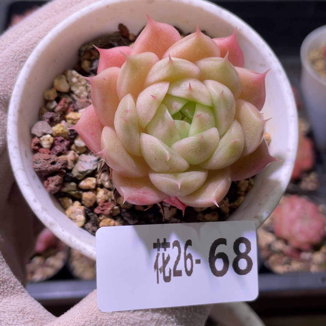 花利美26-68麦秆单头