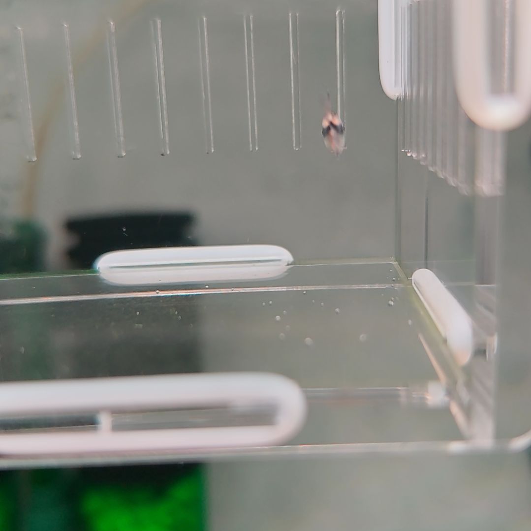 灯科鱼白金幻彩蓝魔