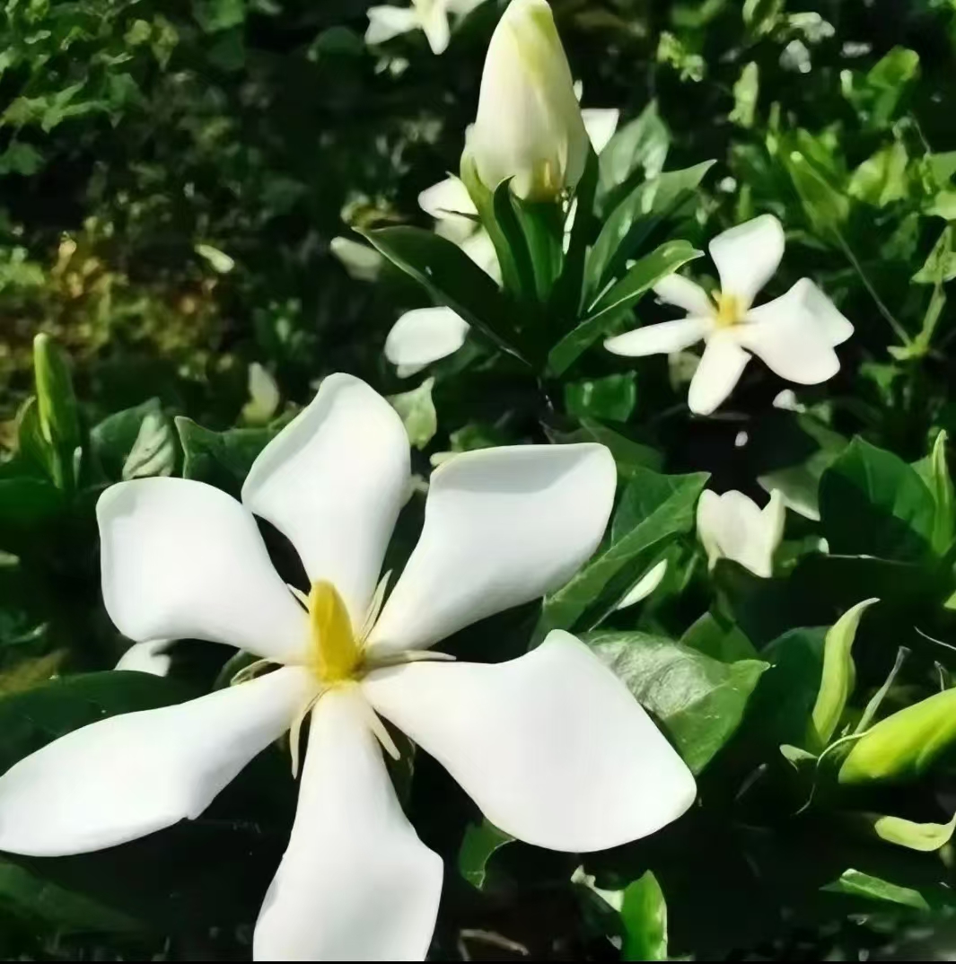 塑料茶杯款栀子花随意一盆