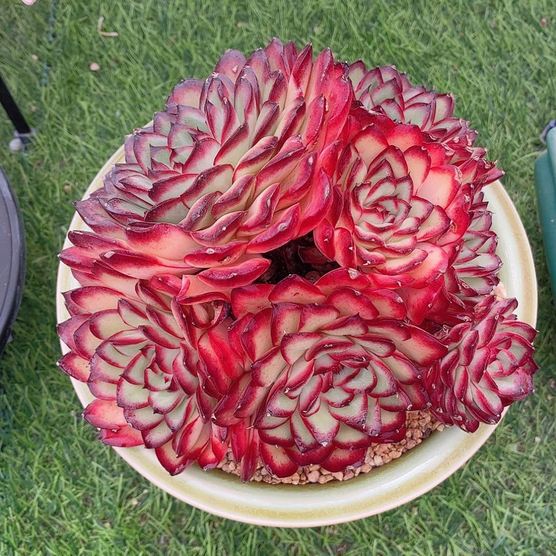 韩版肉酱玫瑰精品多肉