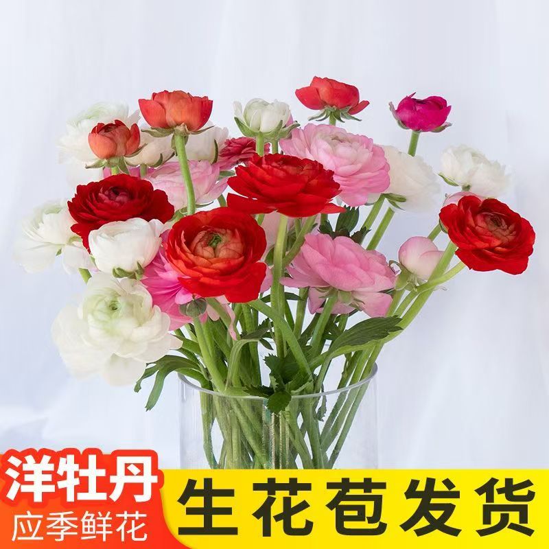 云南洋牡丹鲜切花组合新鲜室内花束水培插花