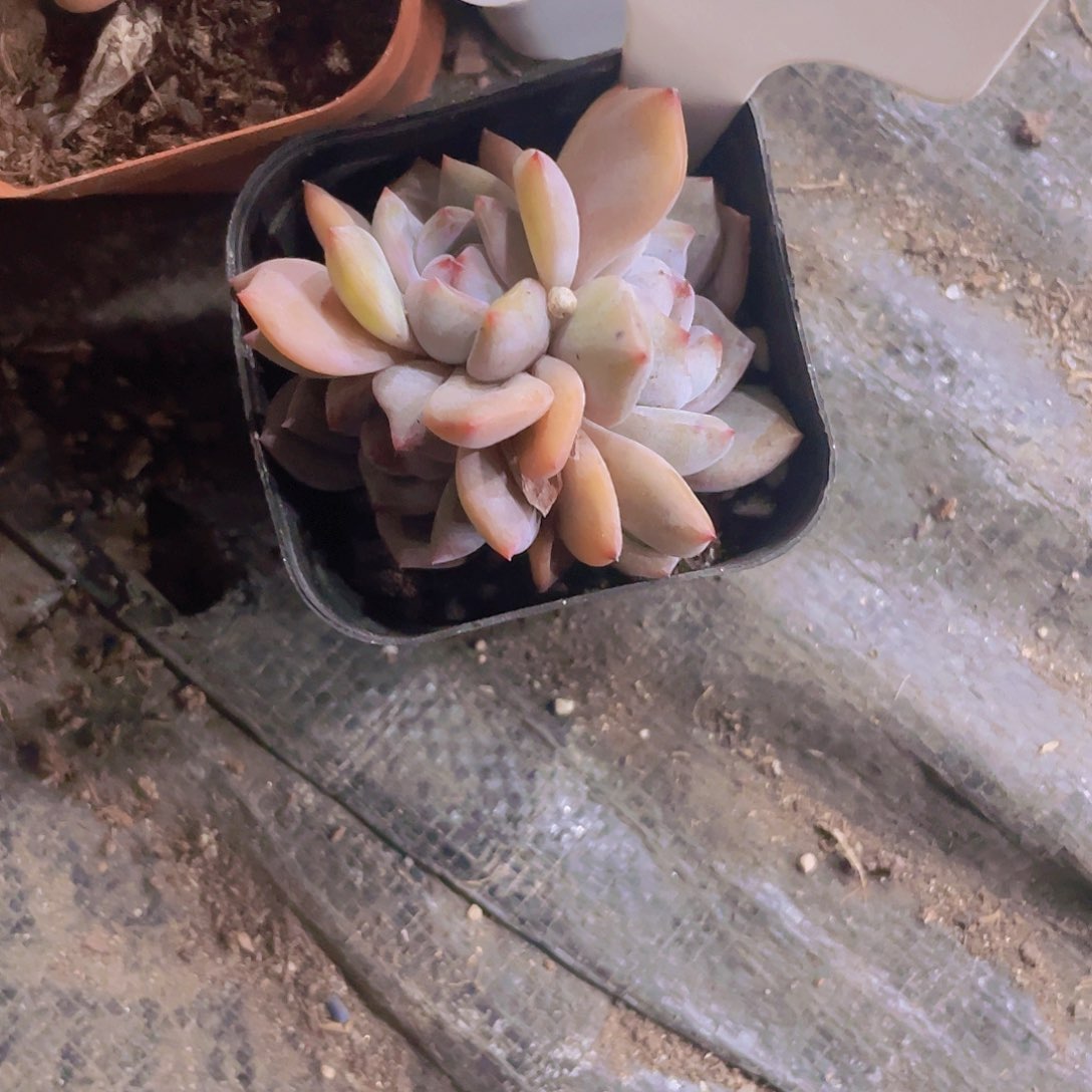 彩星影e050一物一拍
