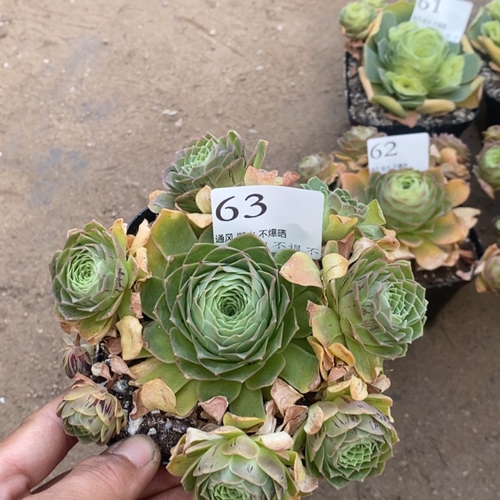 山地玫瑰脱土63号