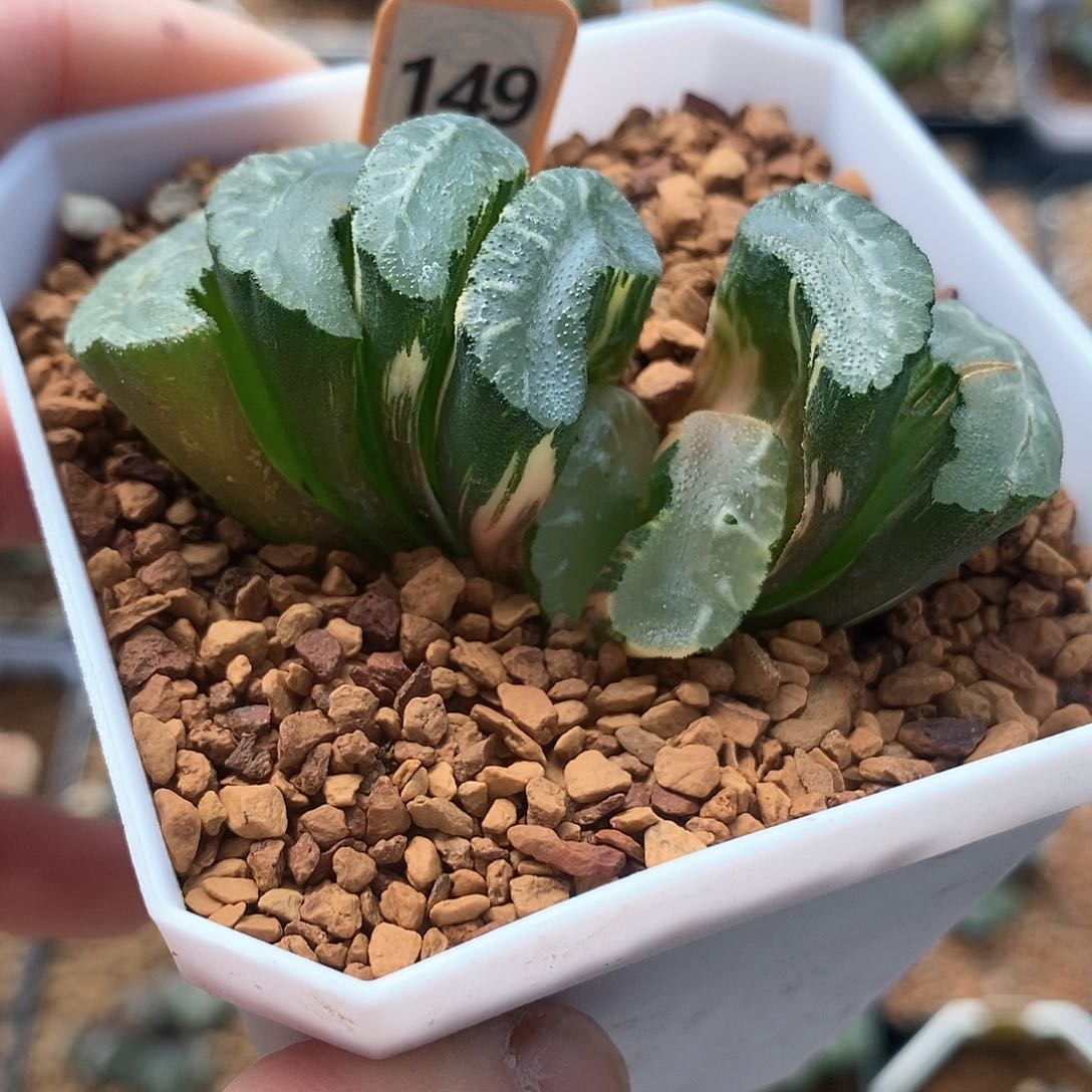 红陶149号隼玄武玉扇锦一物一拍