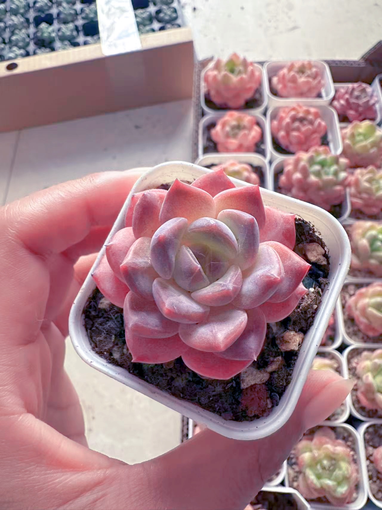 状态糖心冰魄多肉植物 （满9.9元包邮发货）