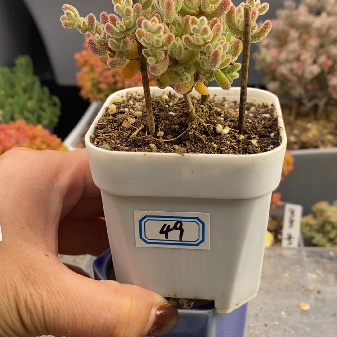 完全开放49号冰晶枝干（6.5cm）带盆