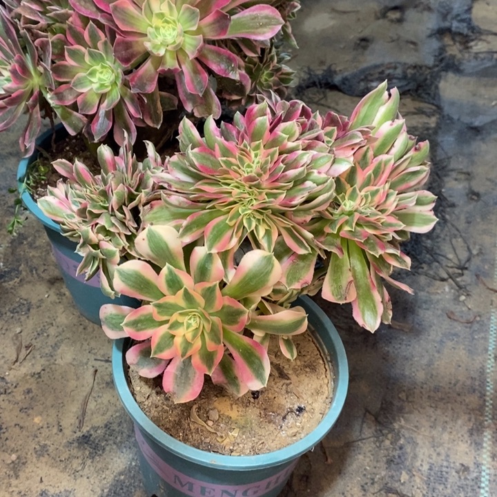 粉女巫缀多肉植物41 