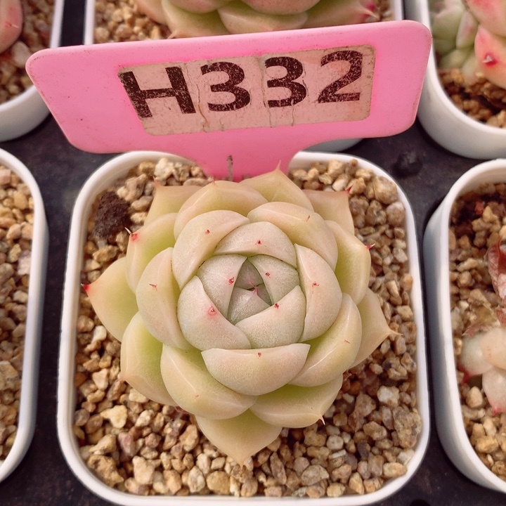 麦秆5cm多肉植物