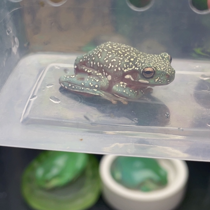 张***宇老爷树蛙树蛙专拍