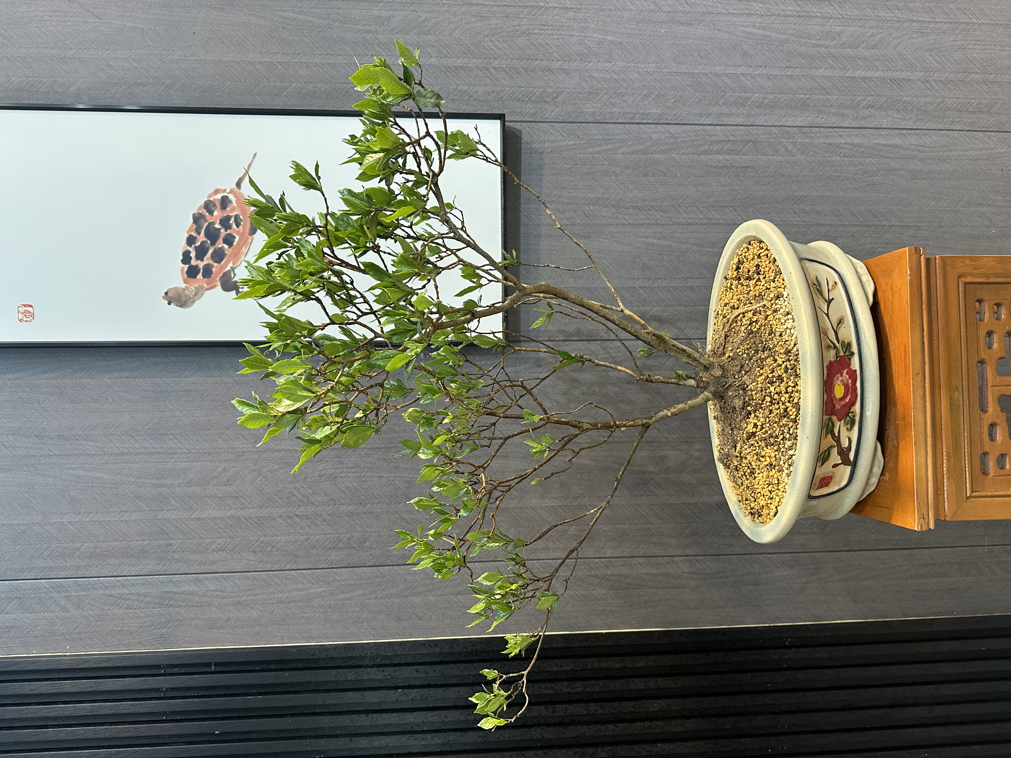 海岛栀子花老桩熟桩盆栽