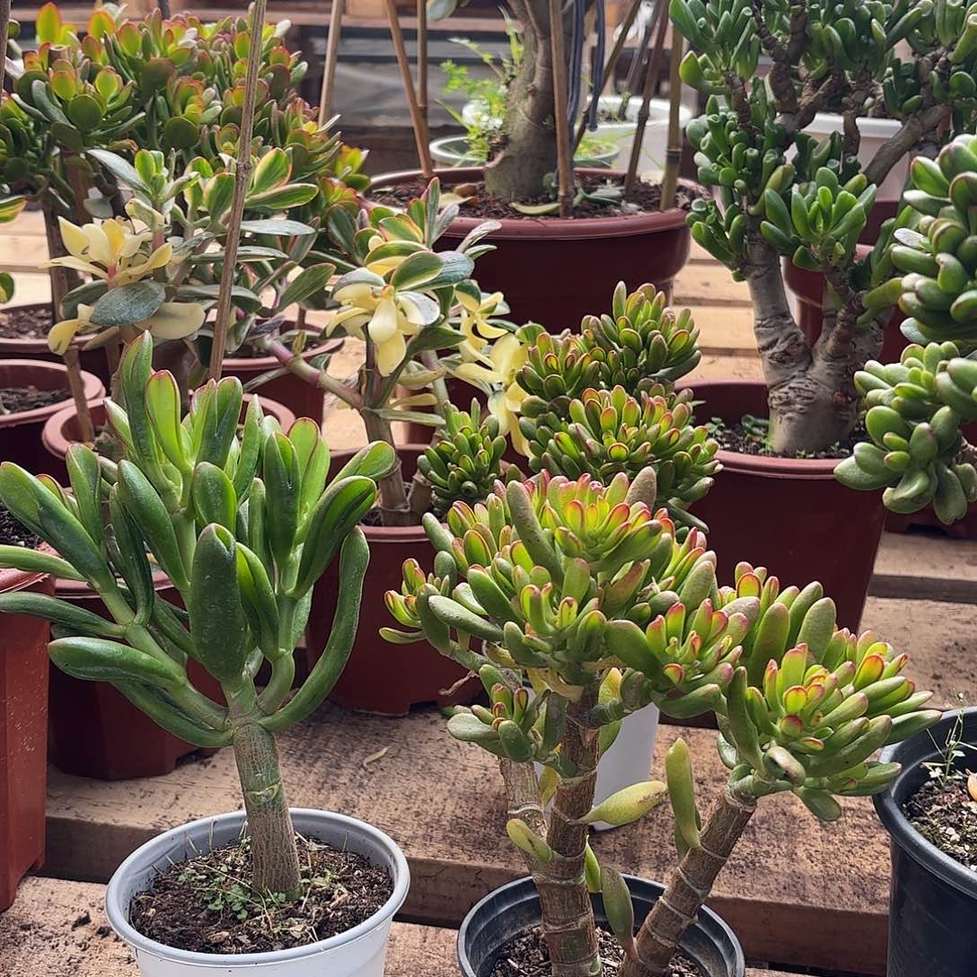 8893招财猫带盆土发