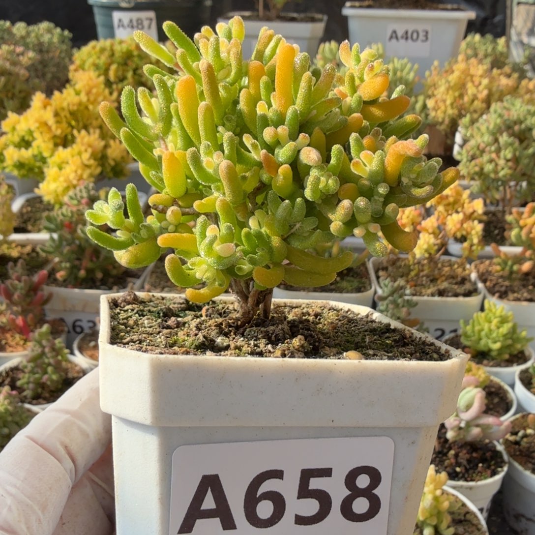 A658钻石锦枝干一物一拍