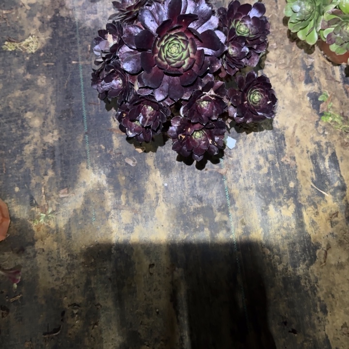 一单包邮不包侧枝3