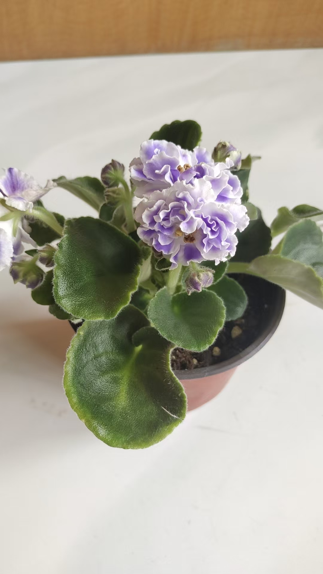 紫罗兰一盆包邮到家