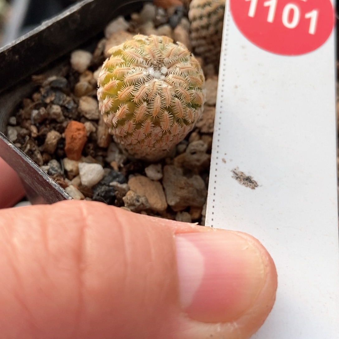 实生精巧殿锦1.7cm