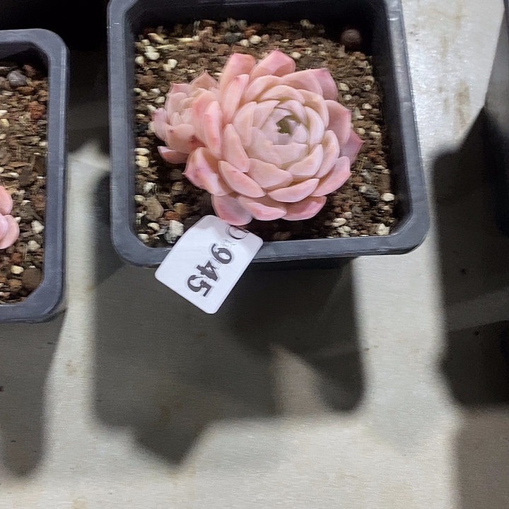 ****陌945纯爱杂多肉植物多肉