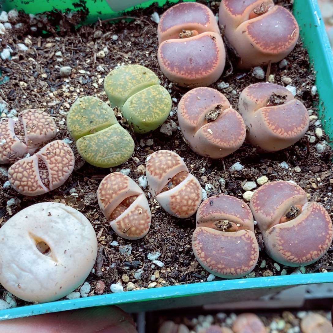 我的小姐姐们都是我的423