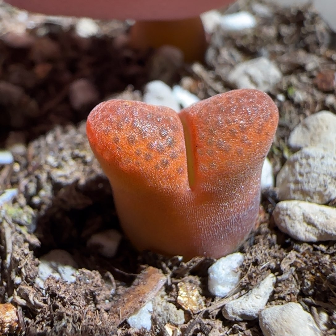 肉锥多肉植物组合-蛋糕3