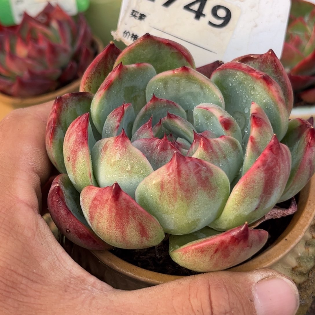 惊鸿一瞥749号多肉