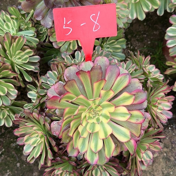 5-8舞天姬多肉法师