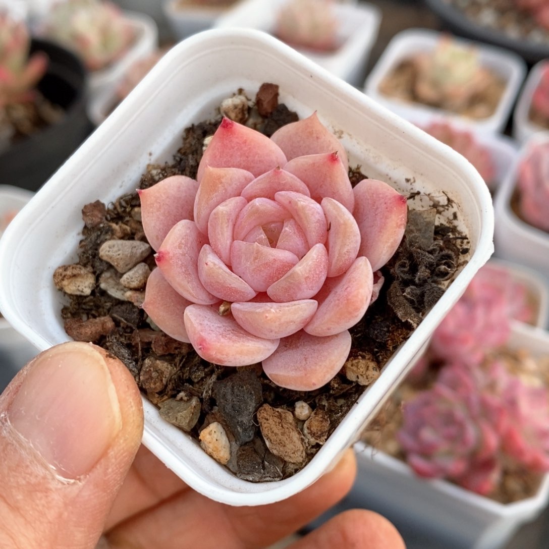 精品多肉一物一拍53