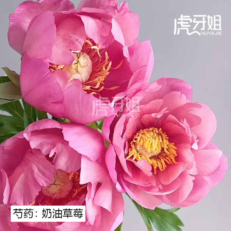 【伊藤奶油草莓】裸根芍药包对版-庭院阳台花卉重瓣大花