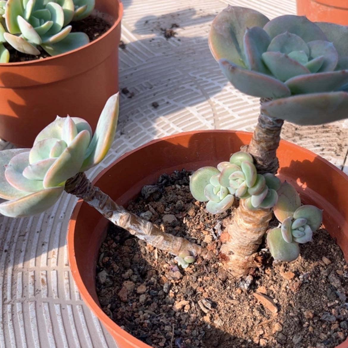 【闪购商品】无花朵月**泉
