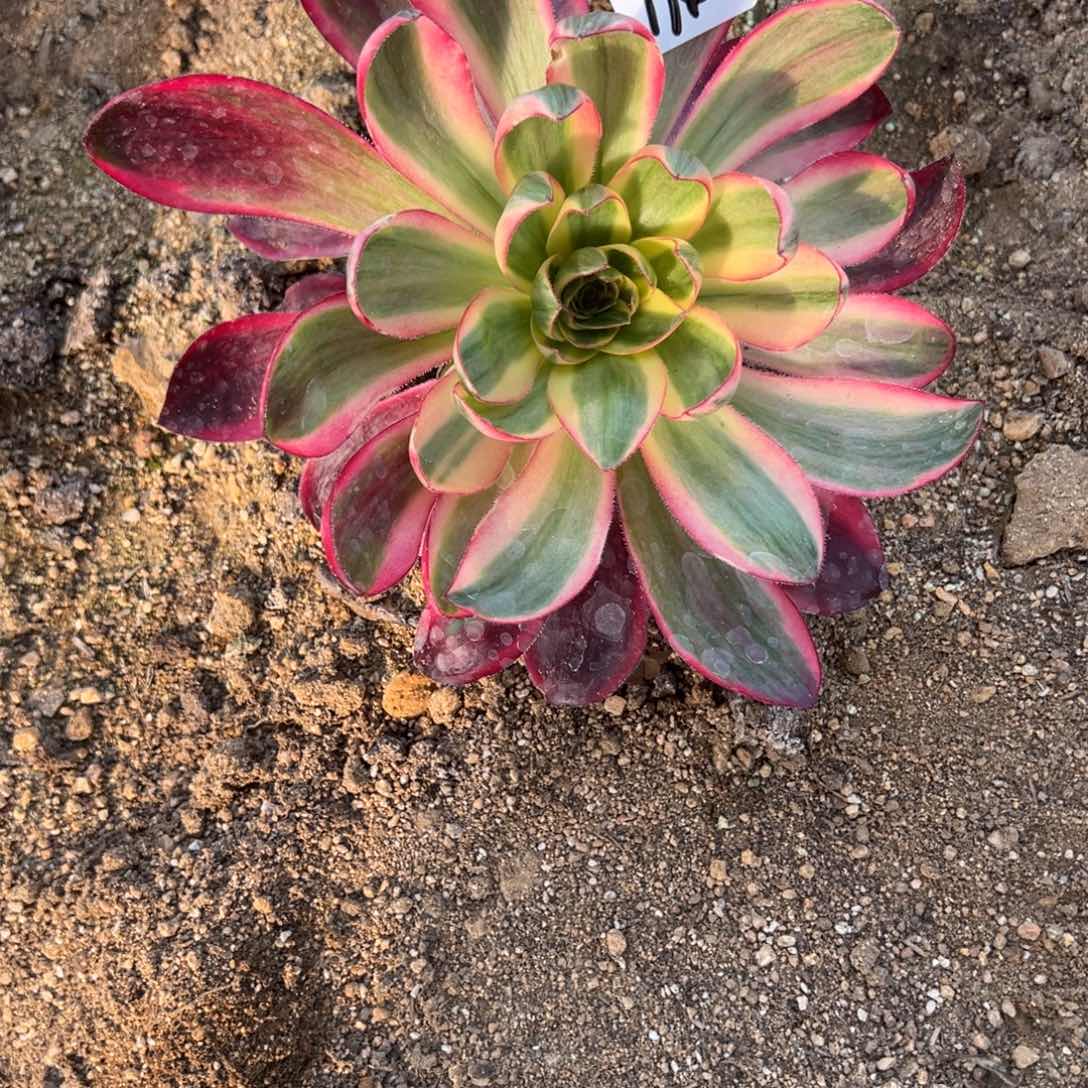 174烈焰多肉多肉植物山东发