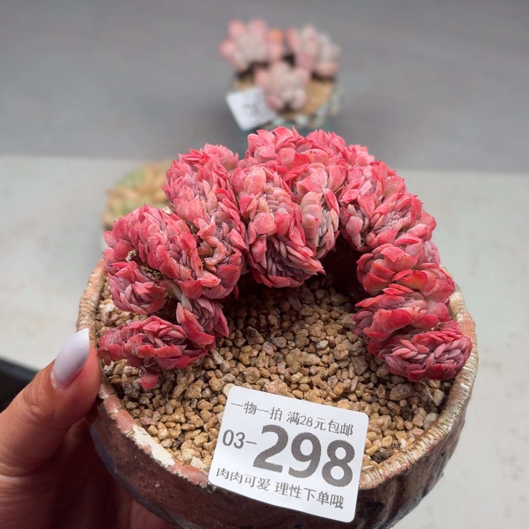 贝瑞缀化无盆土发货无盆