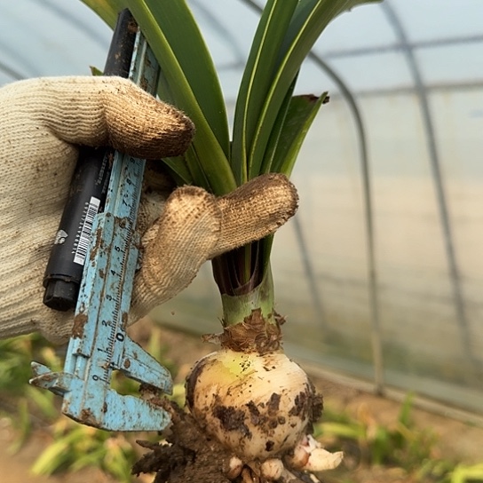 大羽后6cm包对版一圈侧