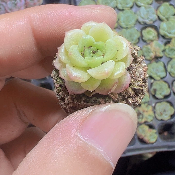 水晶虾饺精品多肉植物