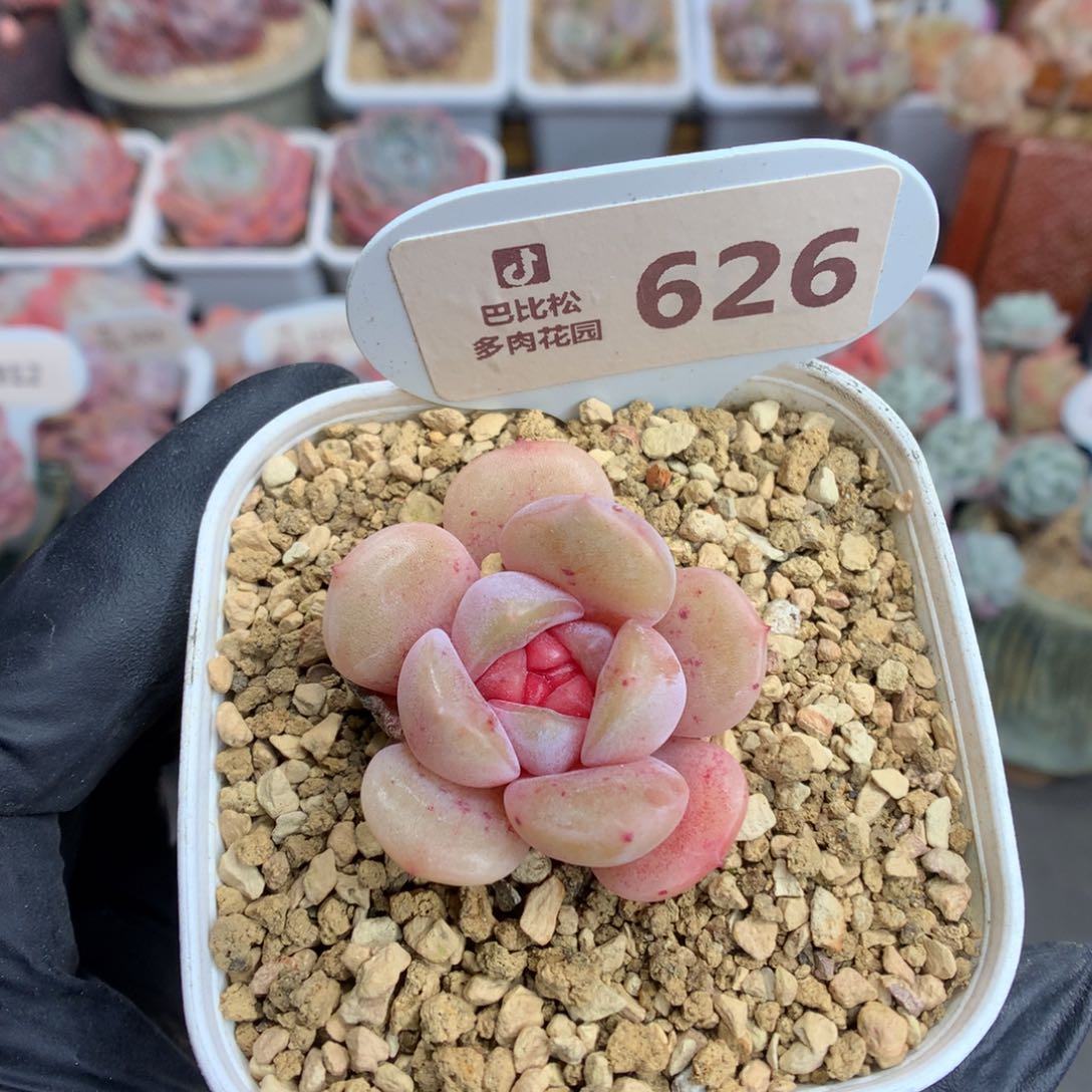 626 冰心珍妮甜心多肉