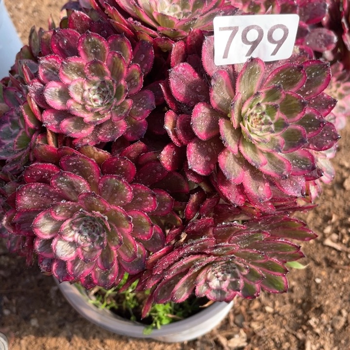 799多肉植物紫霞仙子