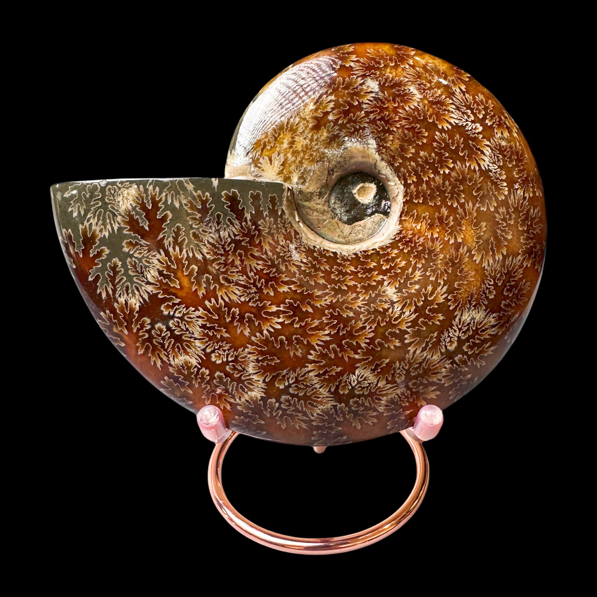 【 叶菊石（摆件）】尺寸143.7mm 玉化 马达加斯加 BZ 古贝壳N-1 R12