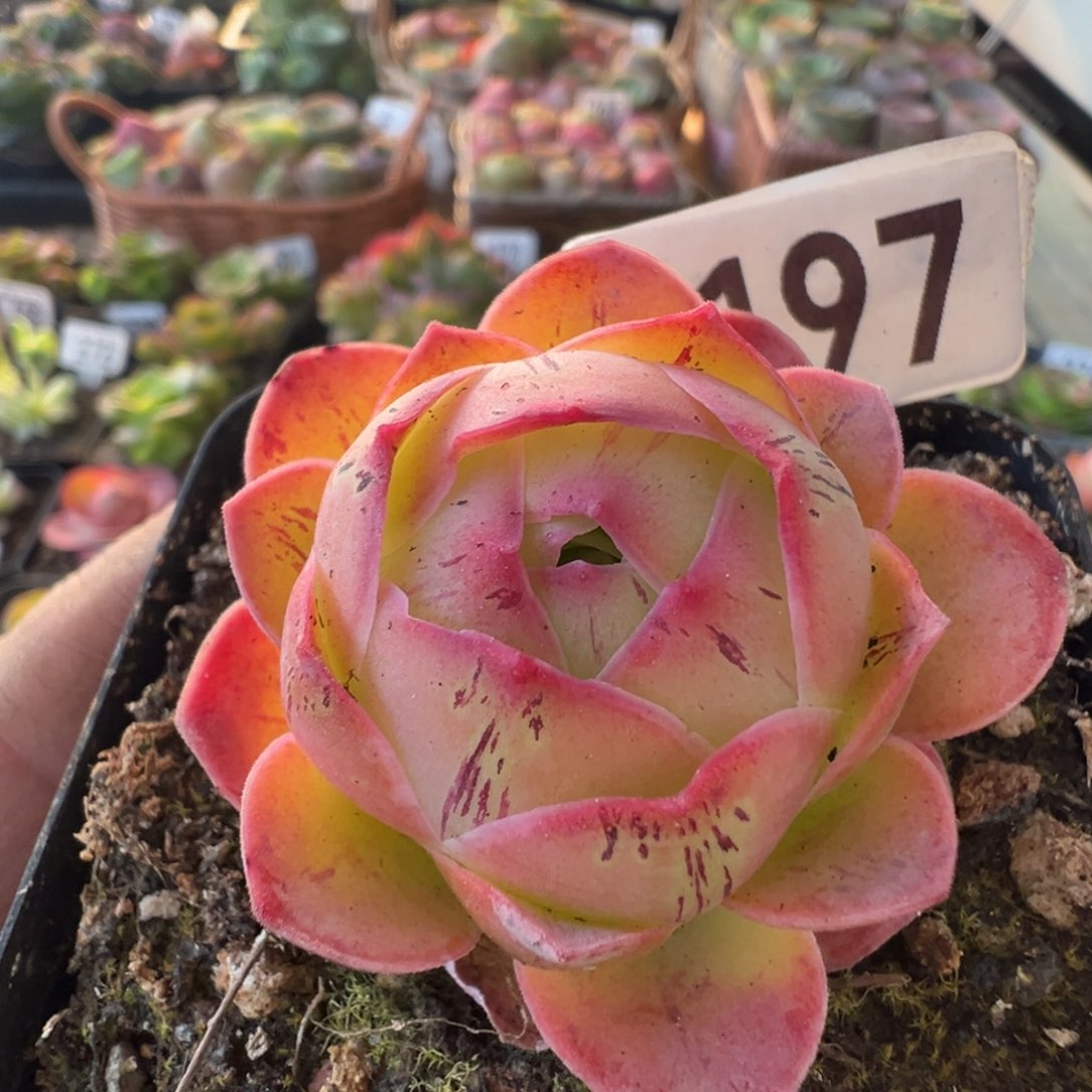 草莓197山地玫瑰多肉