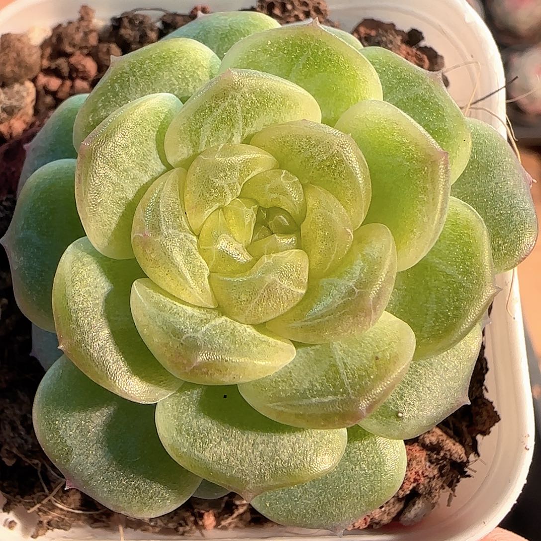 多肉1207-65无尽灯