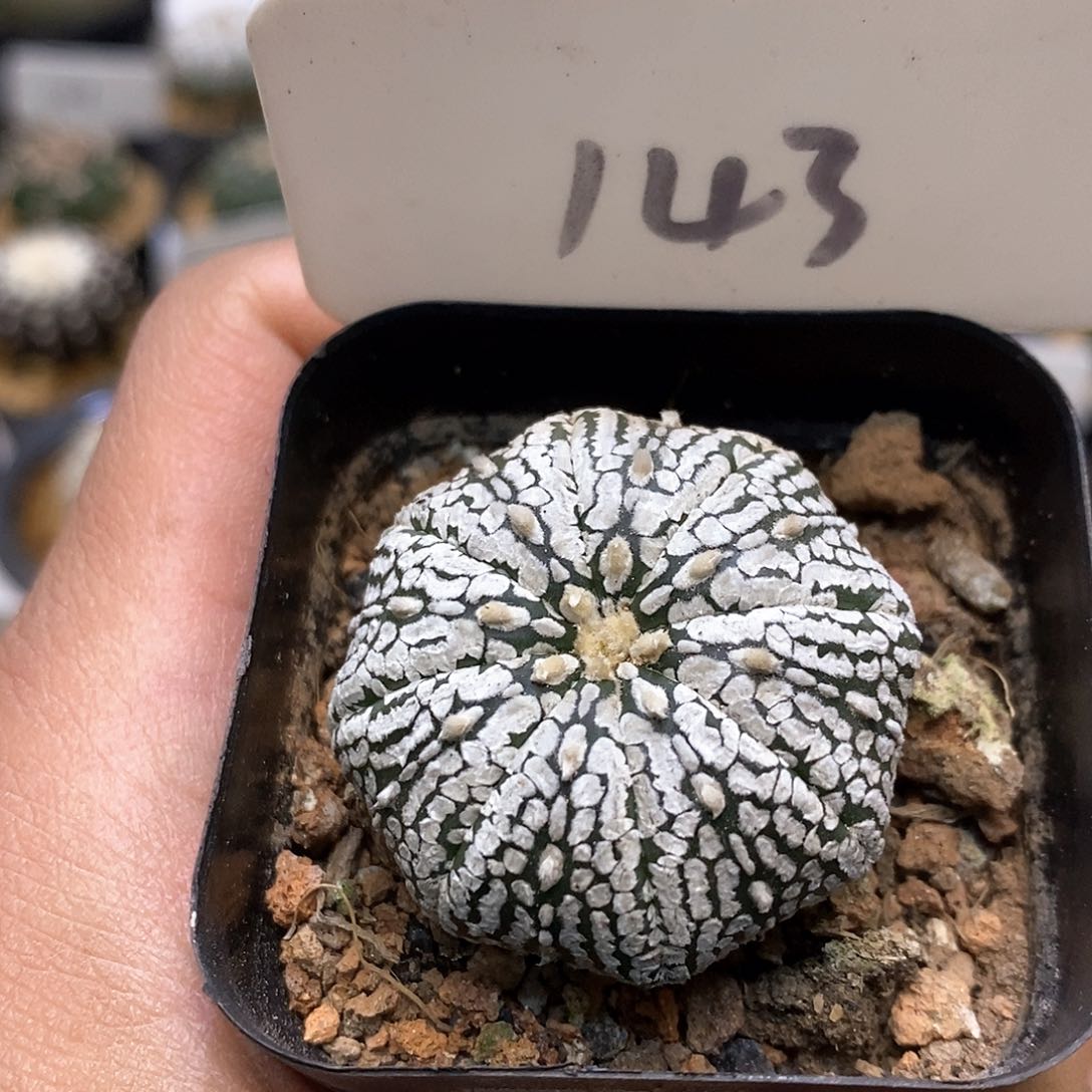 开播福利特价款福利