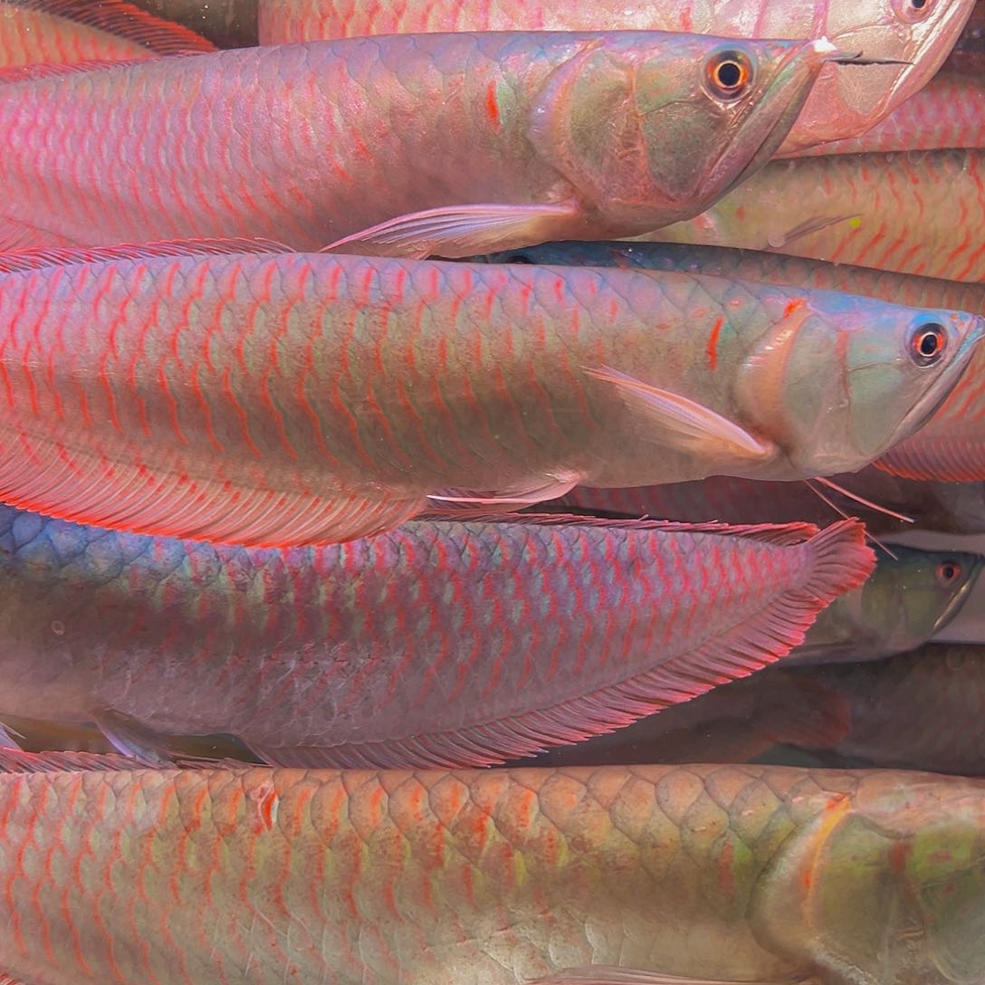 龙鱼你****）马来西亚七彩