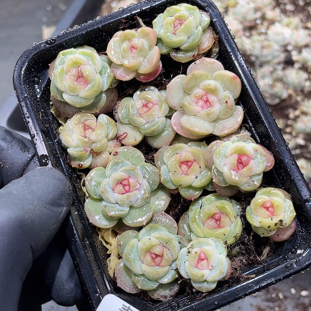 郭****140。 定。         